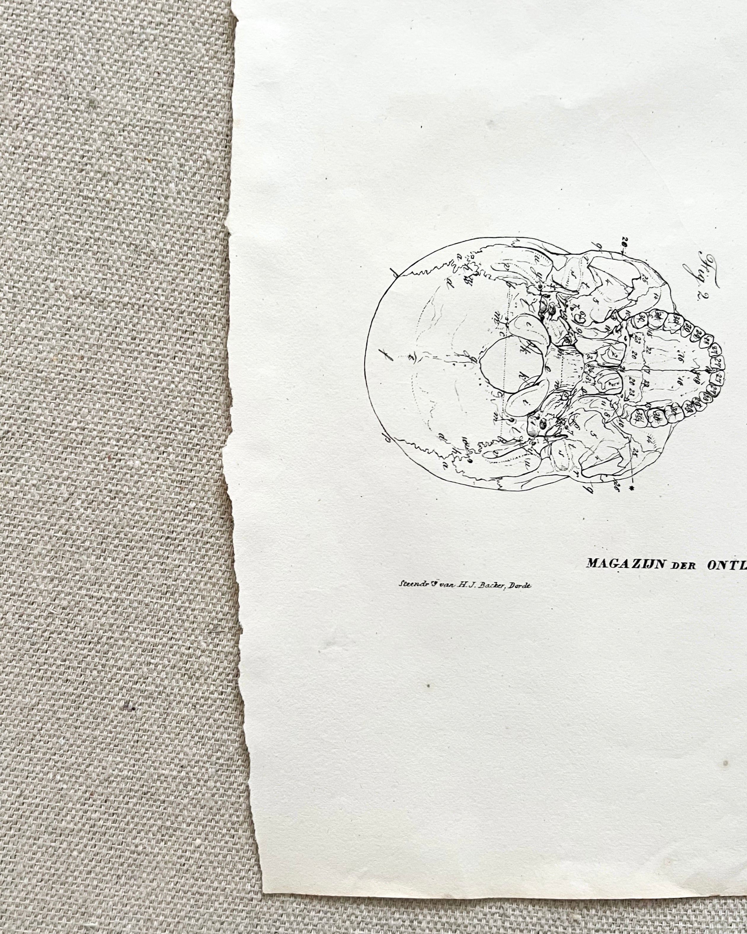 Antique Anatomic Skull Diagram Print