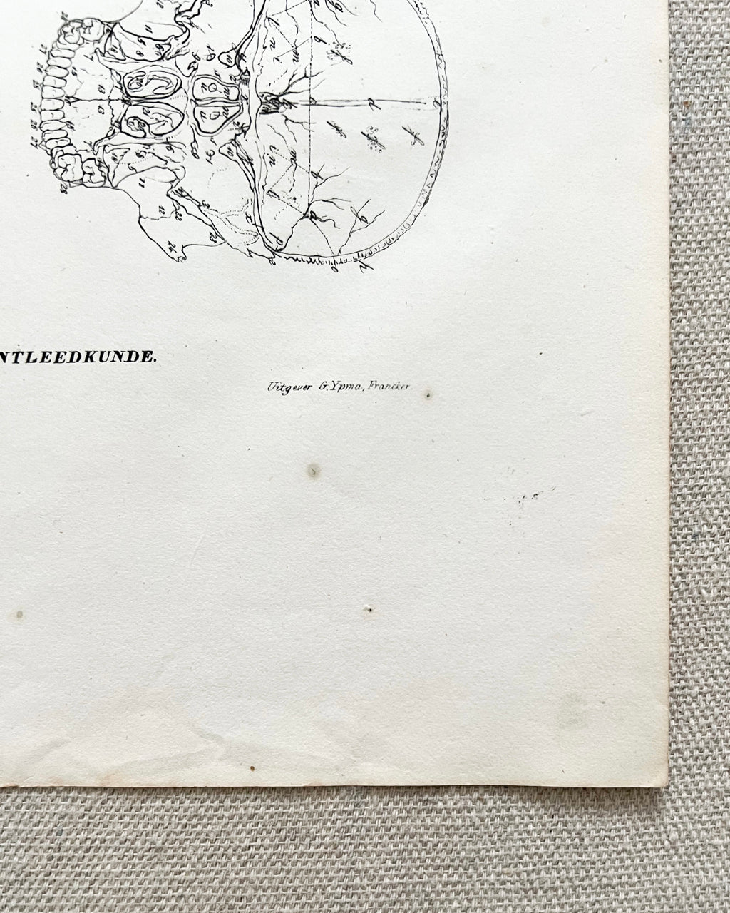 Antique Anatomic Skull Diagram Print