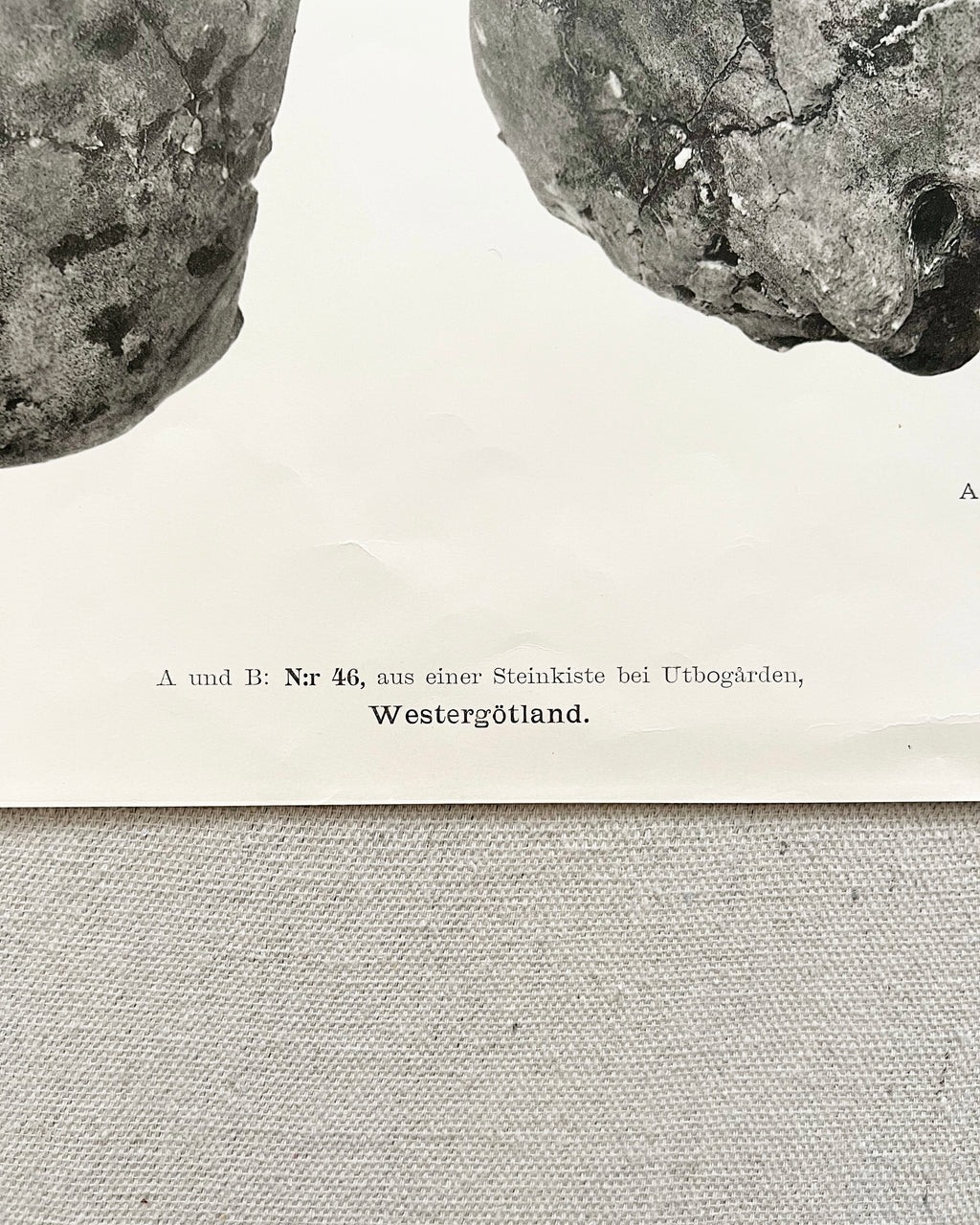 Vintage Anatomic Bronze Age Skull Print