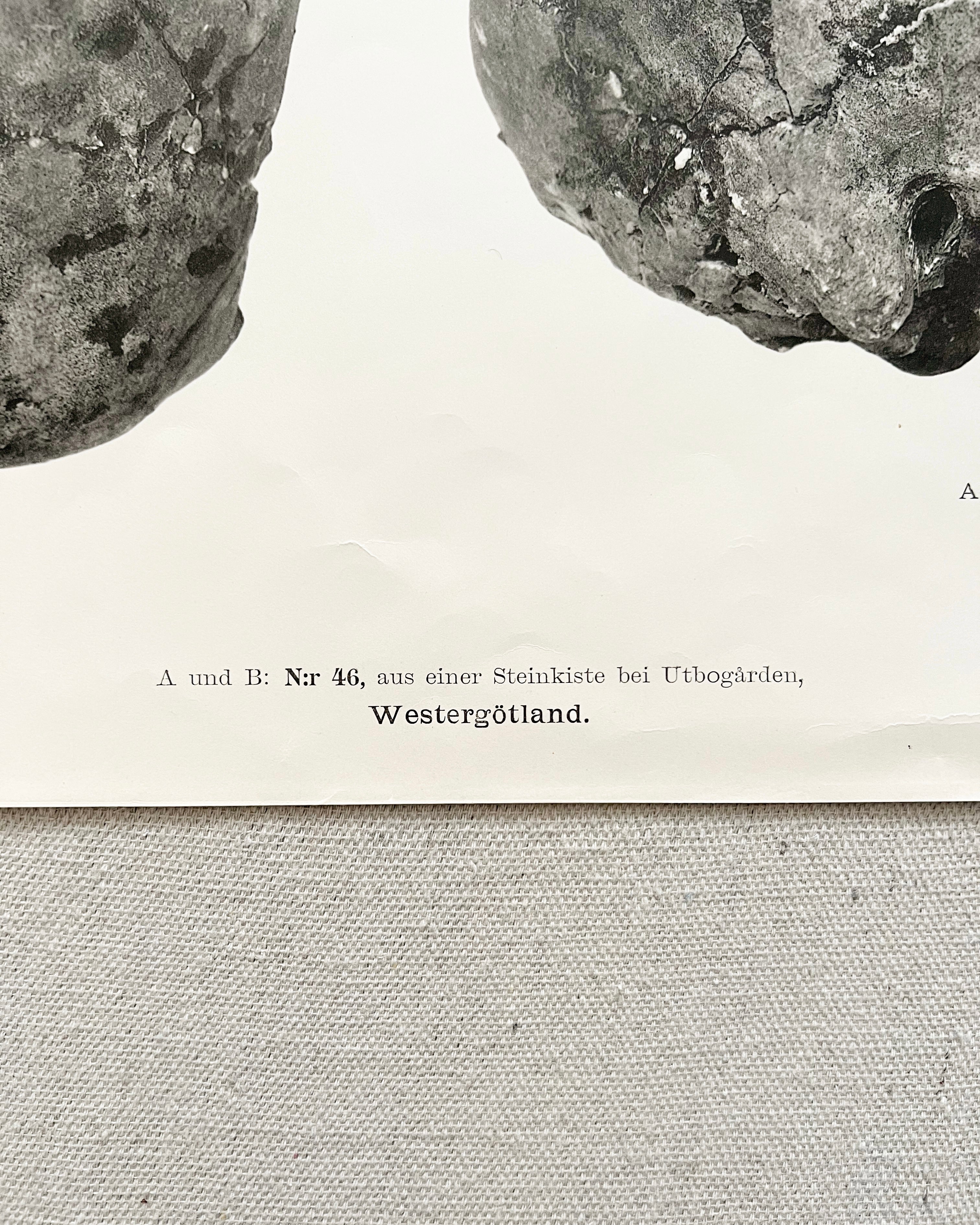 Vintage Anatomic Bronze Age Skull Print