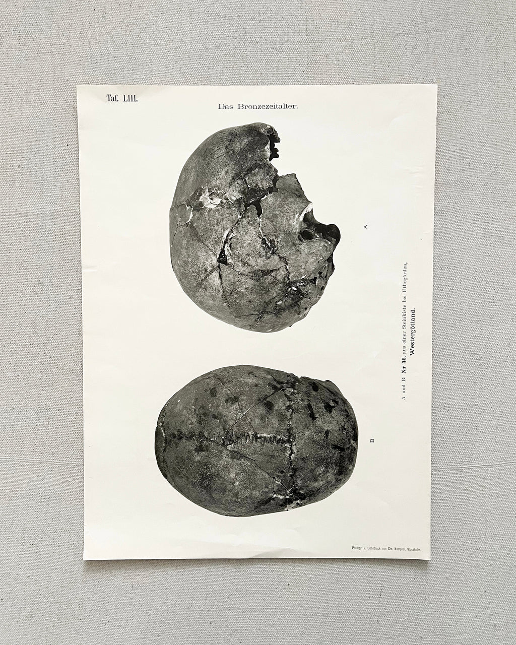 Vintage Anatomic Bronze Age Skull Print