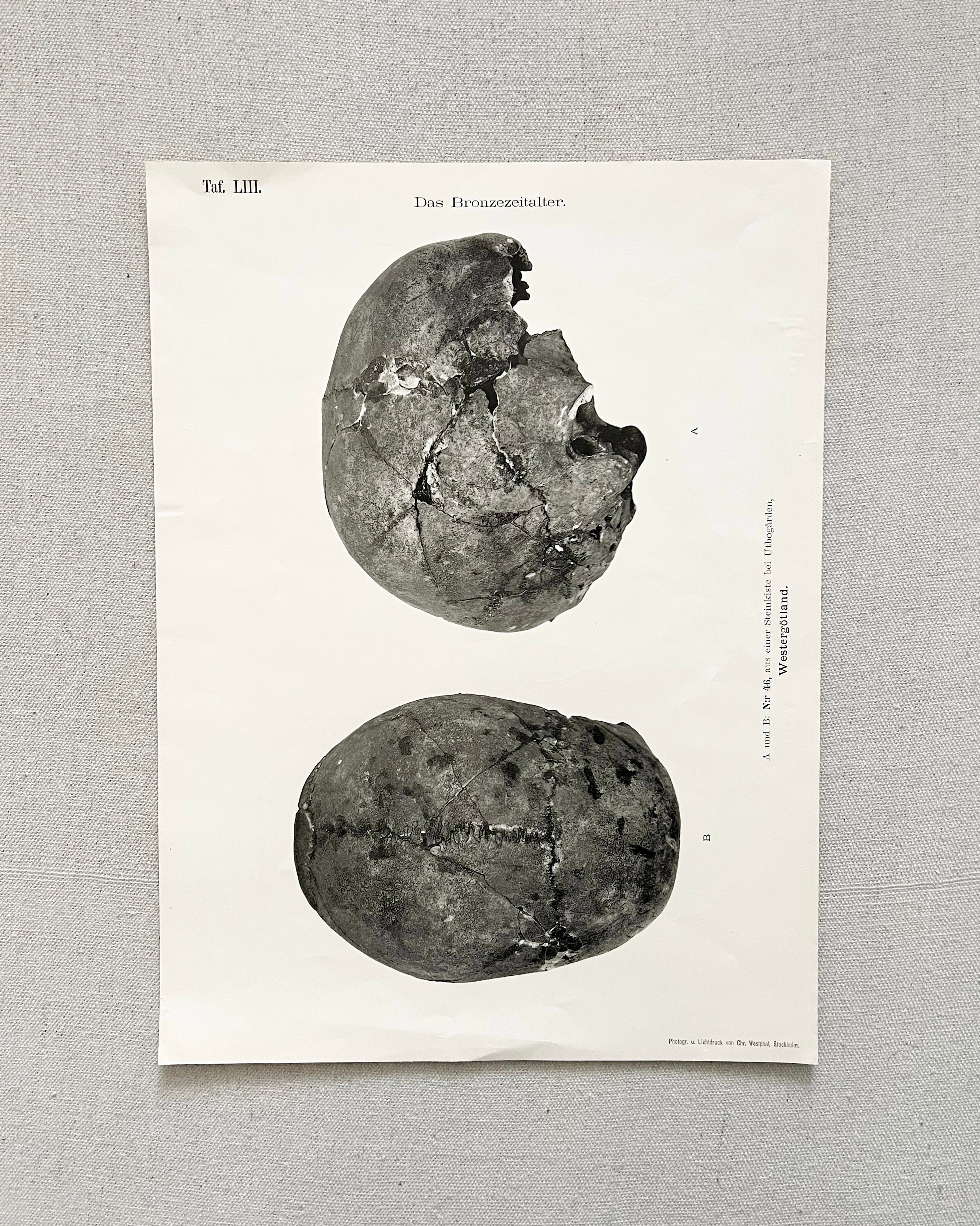 Vintage Anatomic Bronze Age Skull Print