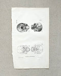 Antique Anatomic Skull Diagram Print