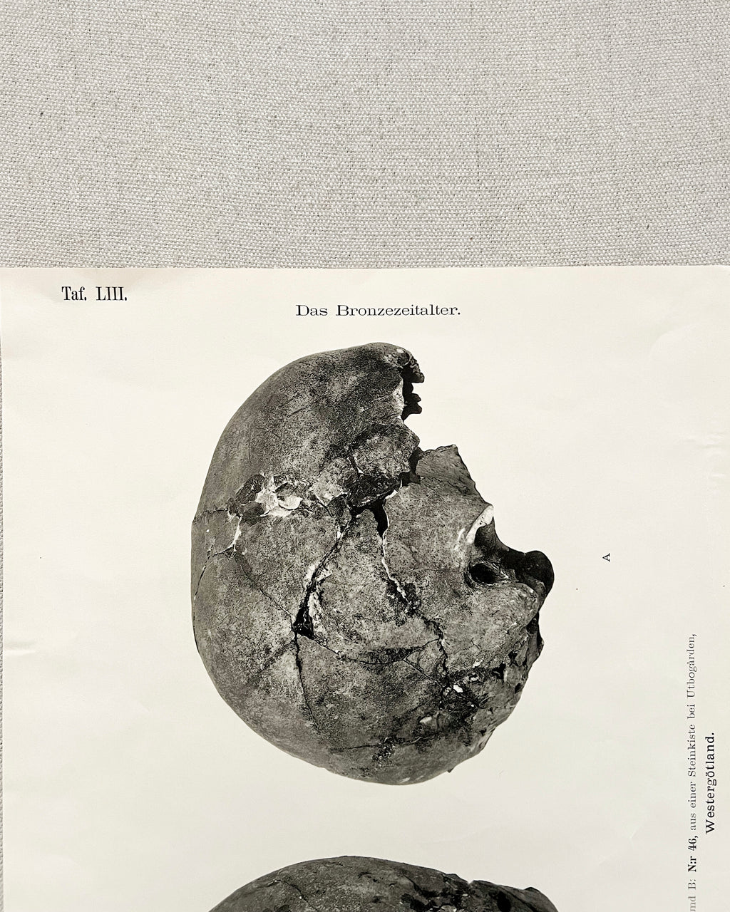 Vintage Anatomic Bronze Age Skull Print