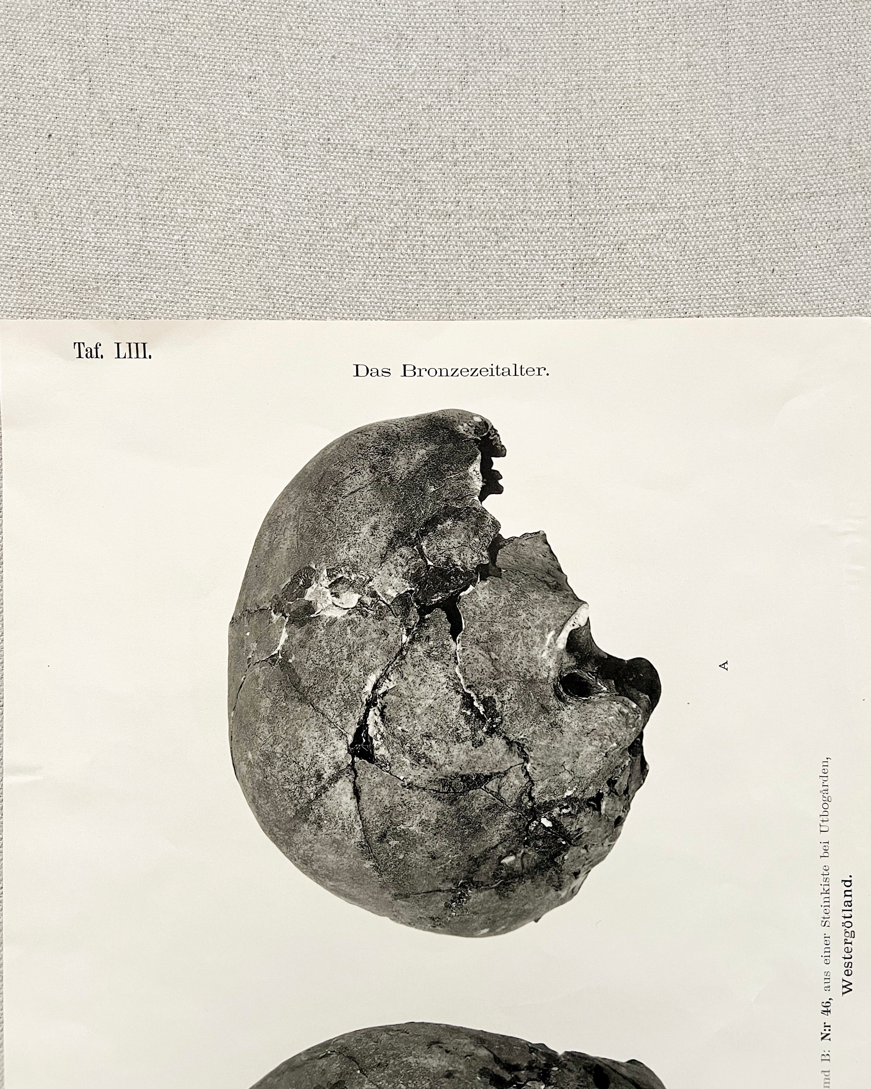 Vintage Anatomic Bronze Age Skull Print