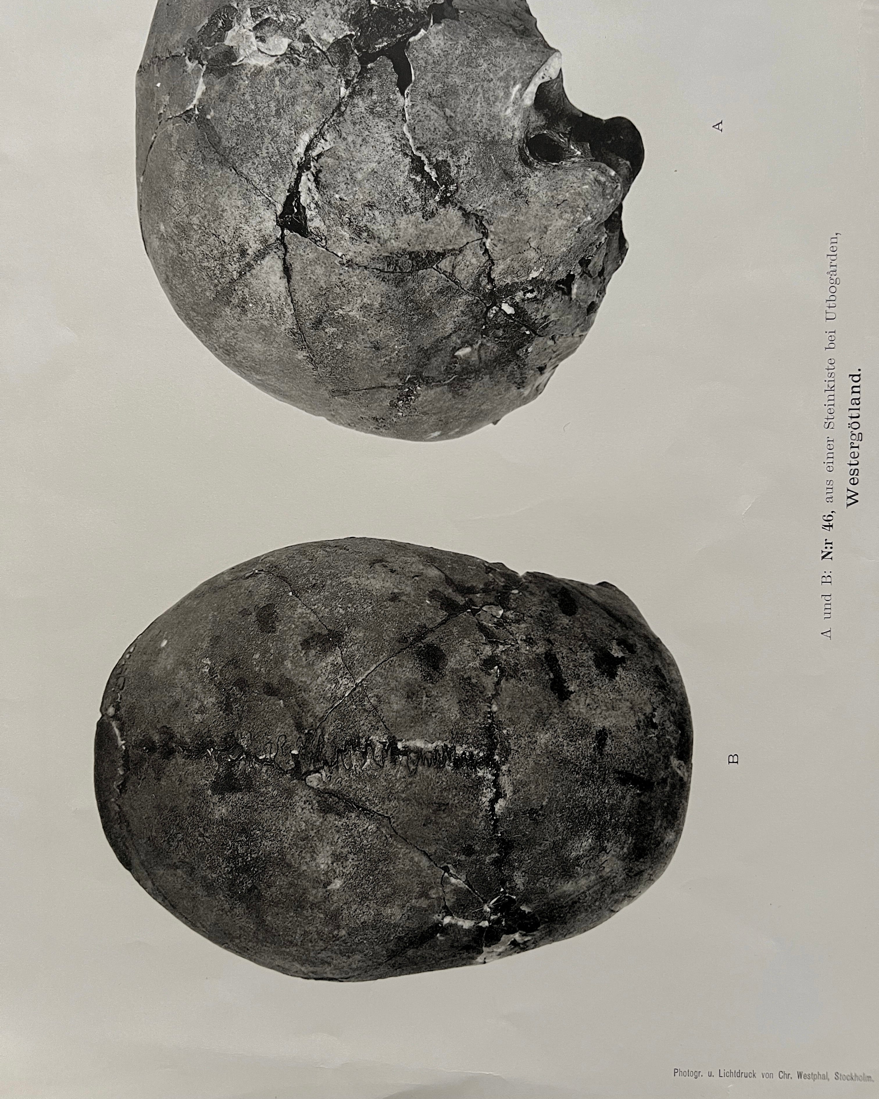 Vintage Anatomic Bronze Age Skull Print