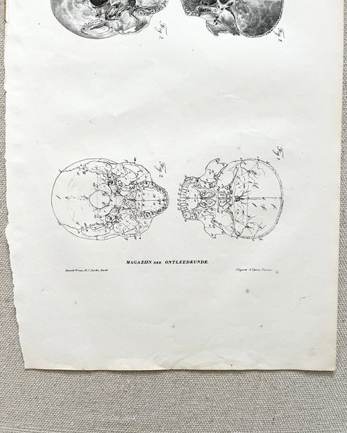 Antique Anatomic Skull Diagram Print